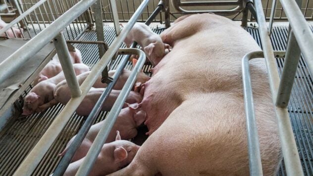 farrowing-stalls-united-states-pigs
