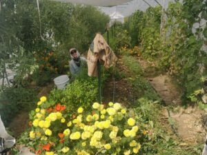 Minoru-Farm-Greenhouse-Plants