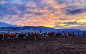 wyoming-farmer-mental-health-02