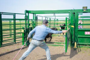 arrowquip-corral-rowdy-cattle