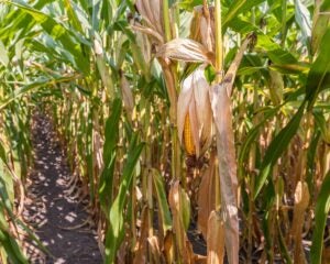 closeup-cornstalk-midwest