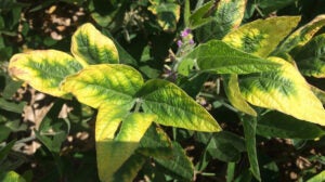 leaf-damage-soybean-cyst-nematode