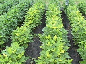soybean-cyst-nematodes-leaf-coloration