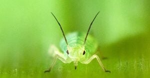 USDA Greenbug Aphid