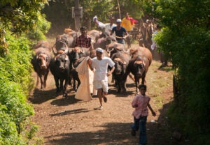 india-farmer-road-herding-cattle