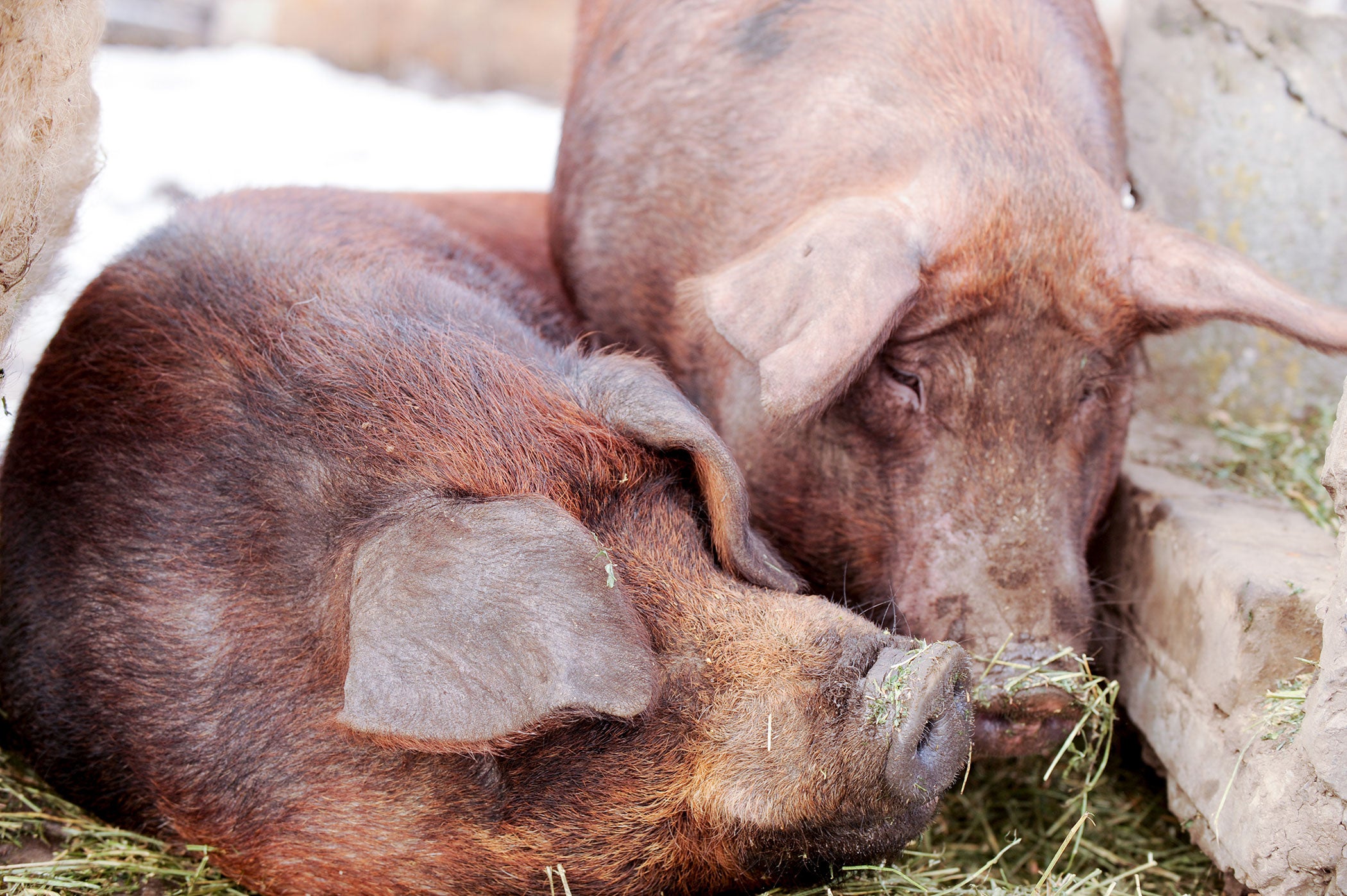 pigs-farm-outside