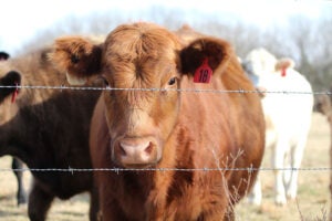 Red-Brand-brown-cow-barbed-wire-fence