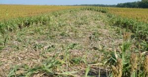 Feral Swine Crop Damage