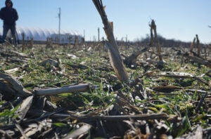 midwest-drought-cover-crops-st-louis-public-radio