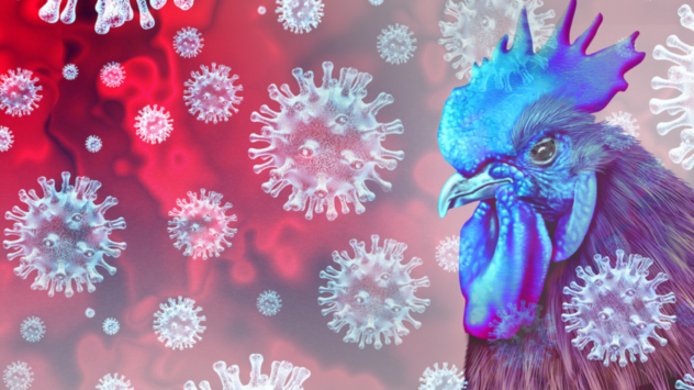 Avian Flu Virus