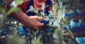 Farm Workers with Blueberries