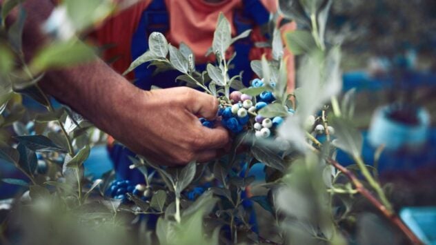 Farm Workers with Blueberries
