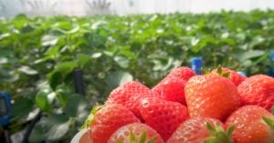 Toyota Plants Strawberries