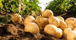 USDA Ohalo Genetics GM Potatoes