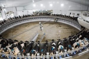 dairy-learning-center-milking