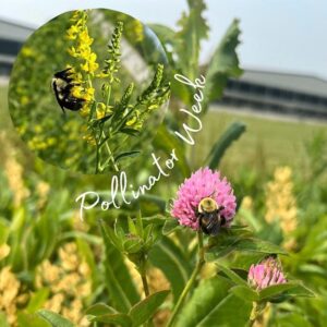 dairy-learning-center-pollinators