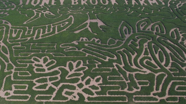 stoney-brook-farms-corn-maze