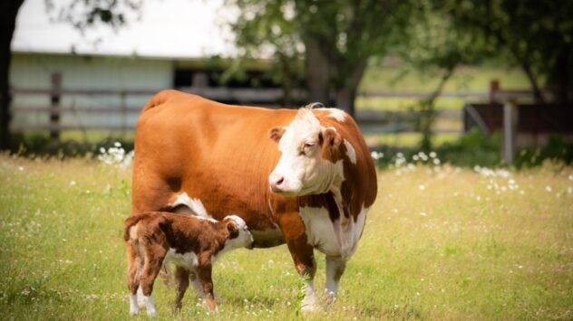 Calf Nursing Cow with Colostrum