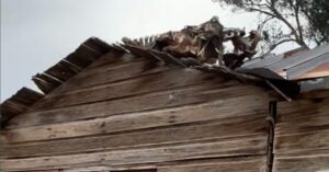 Cattle Carcass on Roof