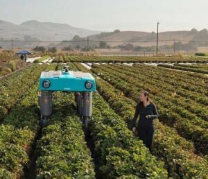 Erica-Bliss-at-Driscolls-strawberry-field-w_rover