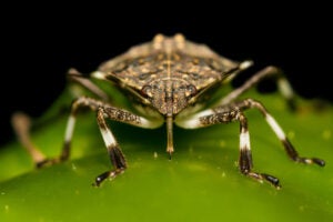 Brown Marmorated Stink Bug