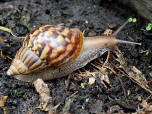 Giant African Snail 