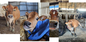 jersey-cow-collage