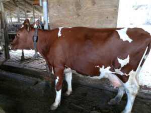 milking-shorthorn
