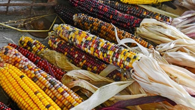 ornamental-corn-variety