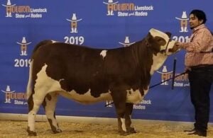 Ceaser Chavez FFA Cattle