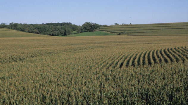 Syngenta-DE-corn-field-beauty