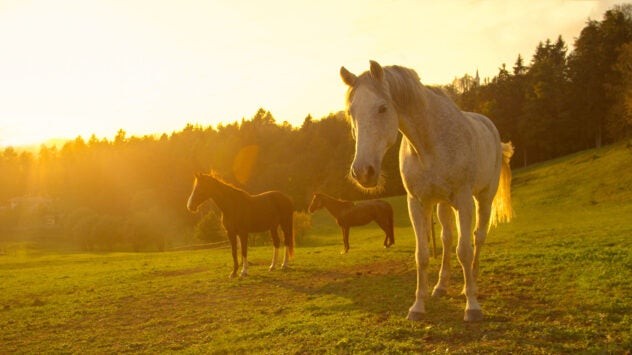 horses-pasture-older
