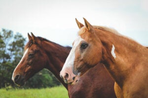 horses-stock-SierraJuliet