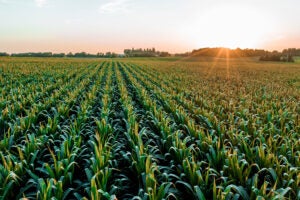 syngenta-sunset-corn-field