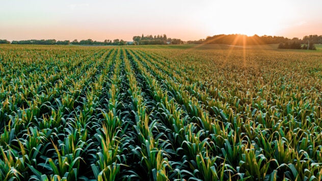 syngenta-sunset-corn-field
