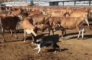 AFBF Farm Dog of the Year: Cinco