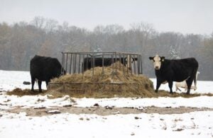 Purina Winter Cattle