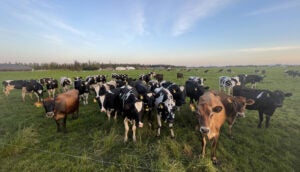 Steensma-herd-on-one-of-their-rotational-grazing-pastures