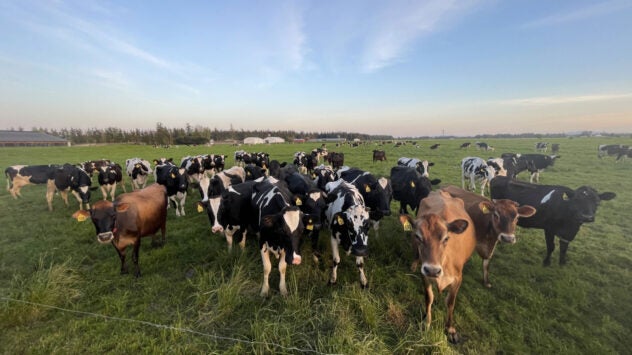 Steensma-herd-on-one-of-their-rotational-grazing-pastures