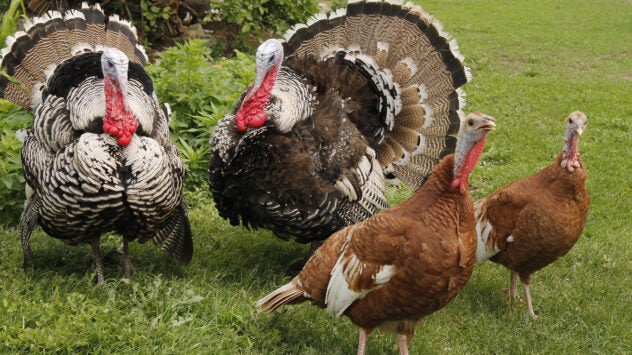 heritage-breed-turkeys