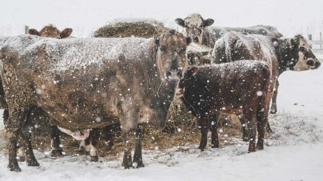 livestock-snow-winter-cold