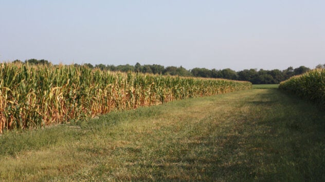 storen-syngenta-corn-field