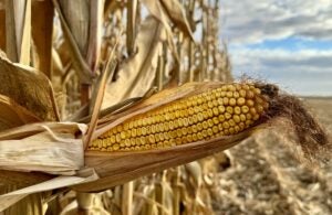 Fields-of-Corn Contest
