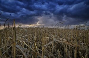 Fields-of-Corn Contest