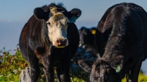 Cattle Methane Emissions