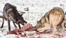 Wolves Eating Carcass