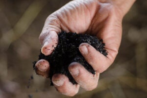 biochar-soil-health