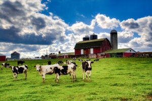 new-york-dairy-farm-finger-lakes