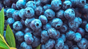 blueberries-group
