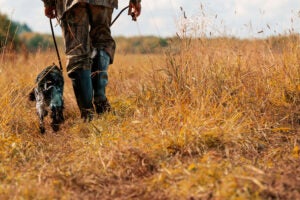hunter-tall-grass-field-ticks